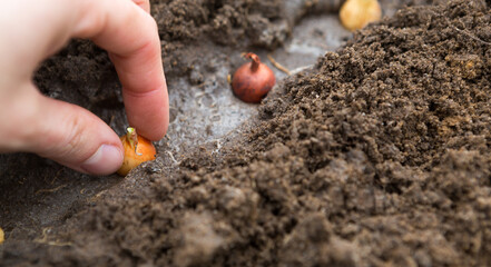 The hand plants the bulbs in the ground in the garden.Springtime, garden plants, working on a plot of land, landscaping, gardening, growing flowers, fruit crops. Copy space