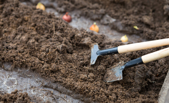 Rake and a shovel are inserted into the ground from the garden, the onion-sowing is planted. Springtime, working on a plot of land, landscaping, gardening, growing flowers, fruit crops. Copy space