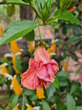 flor vermelha murcha