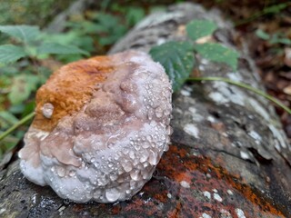 dewy mushroom