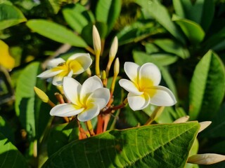 flor branca e amarela