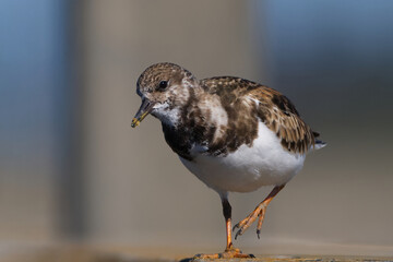 Ruddy Turnstone walking on a pier