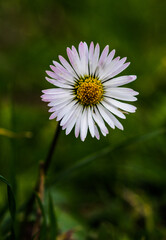 Green grass and chamomiles in the nature