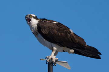 Osprey perched on a sail