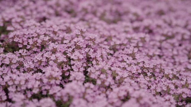 Slow motion thyme flowers blossom closeup