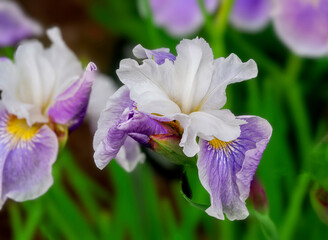 Multicolor Siberian iris close up