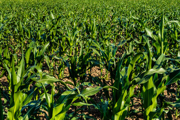 green young corn without cobs in the field