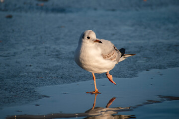 seagull on the lake. seagull on the ice of a frozen city lake. the lake is covered with ice in winter