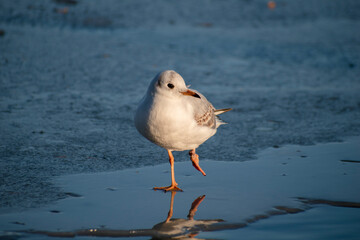 seagull on the lake. seagull on the ice of a frozen city lake. the lake is covered with ice in winter