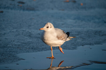 seagull on the lake. seagull on the ice of a frozen city lake. the lake is covered with ice in winter