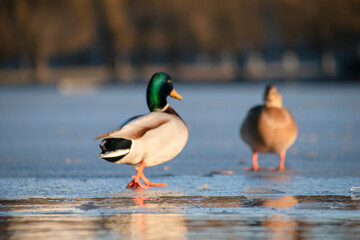 ducks on the lake. ducks on the ice of a frozen city lake. the lake is covered with ice in winter