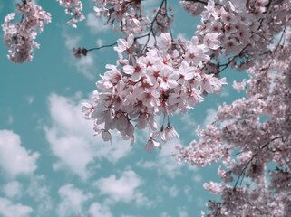 Spring background. Blossoming apple tree branches with white flowers on blue sky background. Apple tree flower in full bloom. Spring garden, sakura tree. Light pink flowers and petals. Layout, card