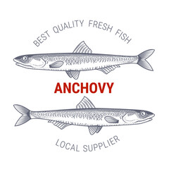 Anchovy in engraving style, label for fish producers or restaurant, vector