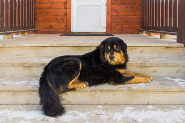 A large black and yellow dog lies in the winter on the snow-covered wooden veranda of the village shop
