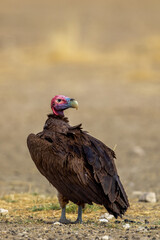 Lappet-faced Vulture in the Kgalagadi