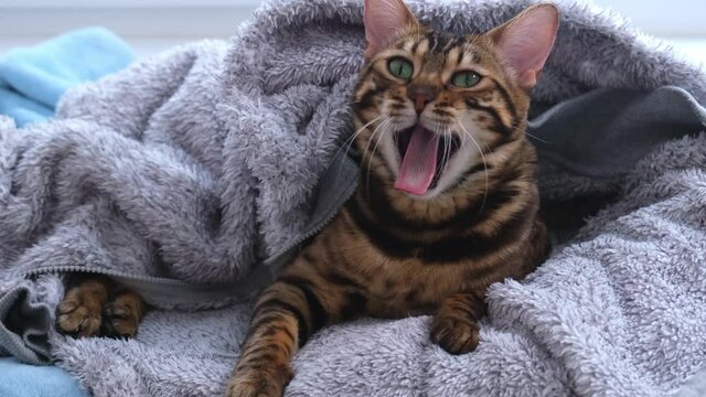 The cat looks at the camera and yawns. The cat is talking to the owner. A beautiful Bengal cat snuggled up in a fluffy hooded jacket.