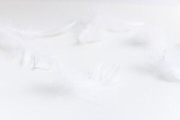 Fototapeta na wymiar close up of white feathers