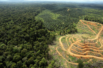 Deforestation for palm oil in Malaysia