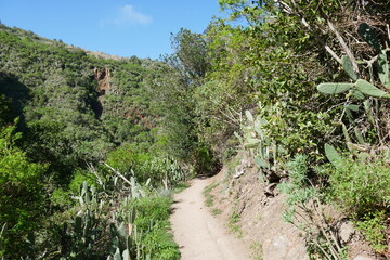 Fototapeta na wymiar Wanderweg auf Gran Canaria