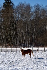 Winter in Manitoba - hirse in a field