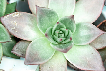 Natural background Cactus is a succulent plant. close-up. Flowering plants of the Crassulaceae...