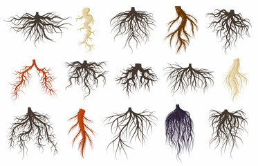 Naklejka premium Plants roots systems, growing fibrous trees roots. Underground plants plants, trees branched root vector symbols set. Tree roots systems silhouettes
