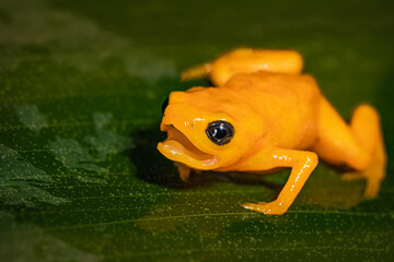 Sapinho-dourado ou Pingo-de-ouro