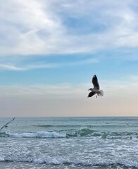 seagull on the sea