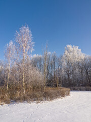 Winter landscape. Frozen trees and tree branches on blue sky background. Frozen tree and branches on blue and white snow background. Hoarfrost forest.  Iced twigs. Winter snow.