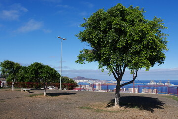 Obraz premium Park in Las Palmas de Gran Canaria mit Blick auf die Stadt