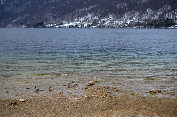 Lake Bohinj in Slovenia in winter period