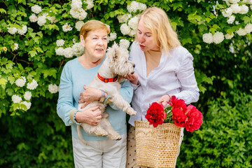 Portrait of an adult blond woman with his elderly mother and funny little dog hugging in spring time with peonies flowers in park outdoor.