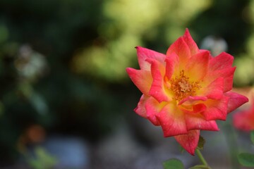 red flower in the garden