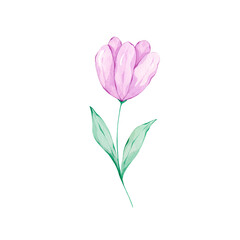 Watercolor tulip flower. Hand drawn spring floral illustration. Hello spring flower. Colorful design element.