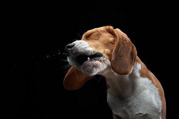 The dog shakes off, spray, wings. Wet pet. Funny beagle on black