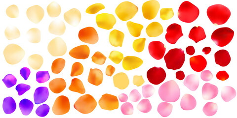 Backdrop of rose petals isolated on a transparent white background. Valentine day background. Vector illustration.