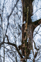 woodpecker on a tree