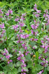 Obraz premium It blooms in nature deaf nettle purple (Lamium purpureum)
