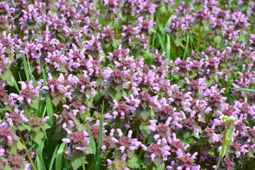 Obraz na płótnie Canvas It blooms in nature deaf nettle purple (Lamium purpureum)