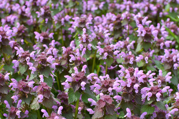 It blooms in nature deaf nettle purple (Lamium purpureum)