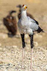 Secretary Bird in the Kgalagadi