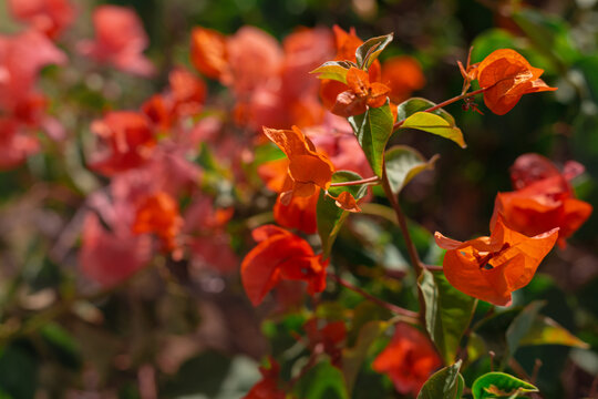 Tropical island resort beach flowers bushes. Red exotic flowers. Bougainvillea african plant.