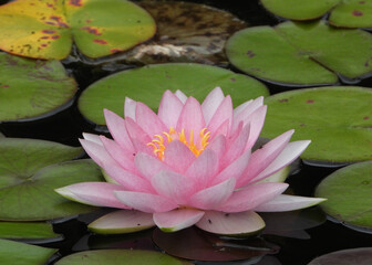 Pinkish flower of American White Water Lily