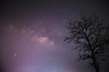 starry night sky. The beautiful Milky Way with a backdrop of trees.