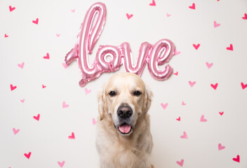 Portrait of a dog on white background with pink love balloon and hearts. Golden Retriever for Valentine's Day, wedding and birthday. Postcard with a pet.