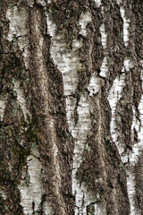 Birch bark of an old birch close-up. Birch bark pattern with black birch stripes on white bark.