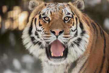 Funny tiger face. Tiger laughs, smiles