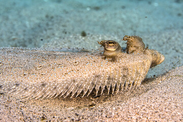 Seascape with Channel Flounder, coral, and sponge in the coral reef of the Caribbean Sea, Curacao