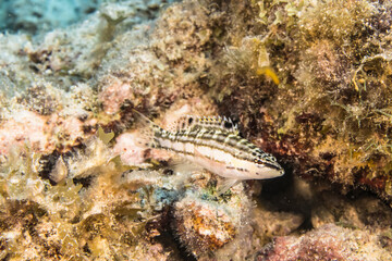 Seascape with juvenile Harlequin Bass fish, coral, and sponge in the coral reef of the Caribbean Sea, Curacao