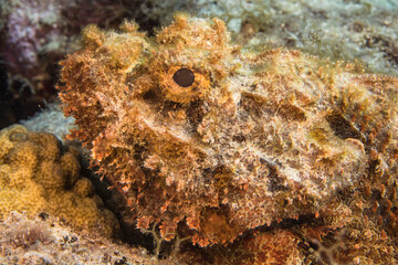 Seascape with Scorpionfish, coral, and sponge in the coral reef of the Caribbean Sea, Curacao